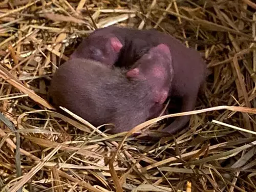 Zoo Jihlava láká na odměnu za vysvědčení