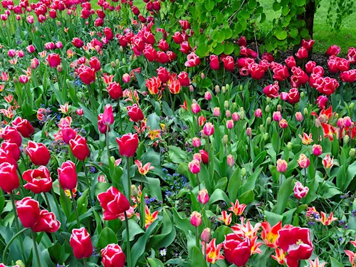 Tulipány v Pruhonicích