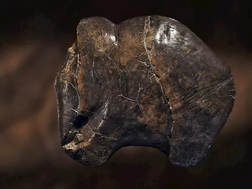 Kosterní pozustatky mamuta