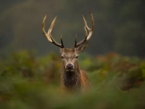 Národní myslivecké slavnosti na zámku Ohrada lákají o víkendu na vábení jelenů