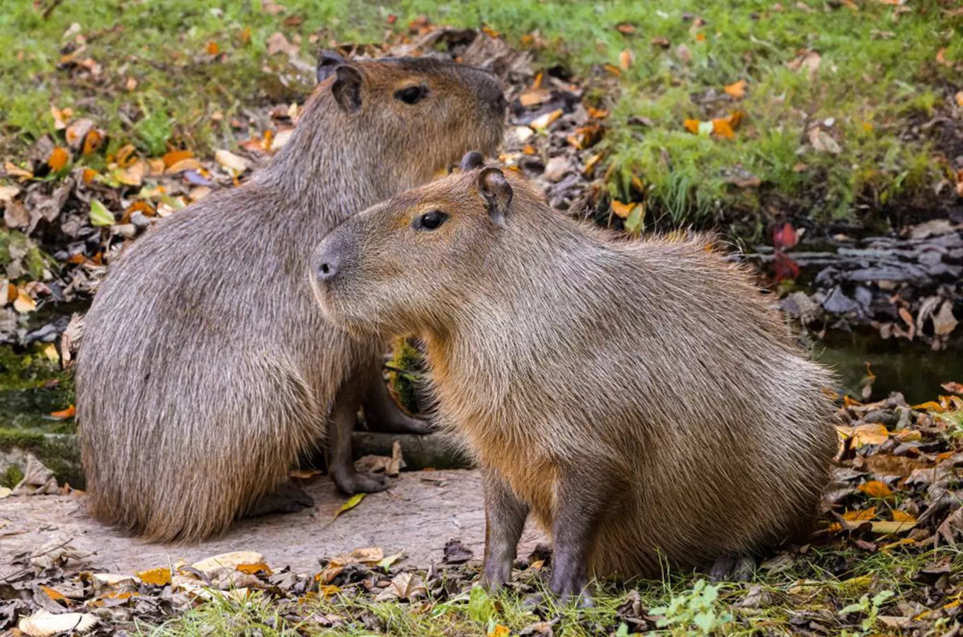 Tradiční setkání sponzorů v Zoo Praha