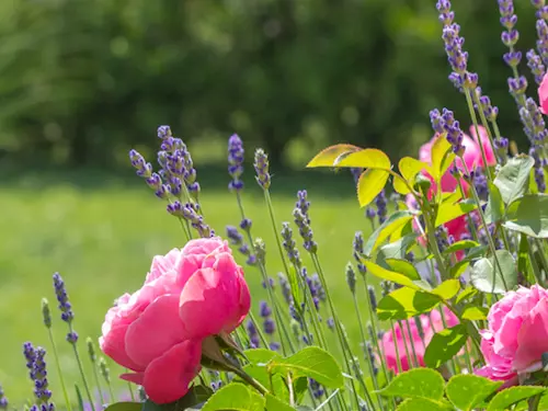 Růžová zahrada v zámeckém parku v Častolovicích