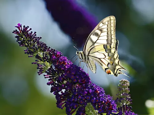Naučná stezka Motýlí ráj u Ždánic