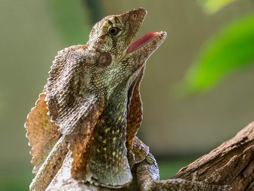 Agama ze Zoo Praha, zdroj foto: Zoo Praha