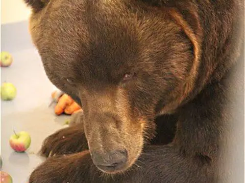 Zažijte prírodu Kamcatky s pohledem na medvedy