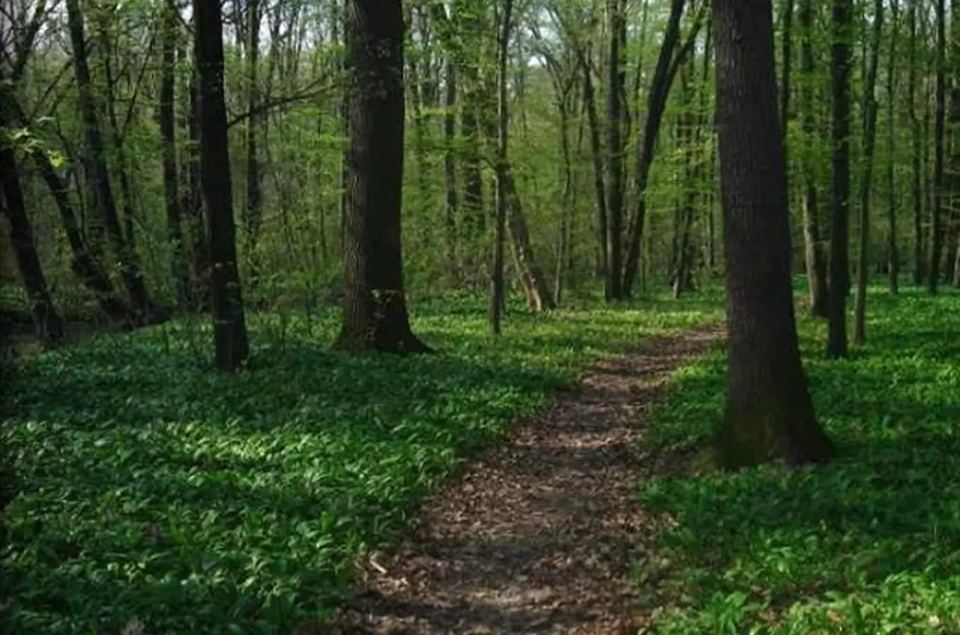 Běžecká trasa Přerov