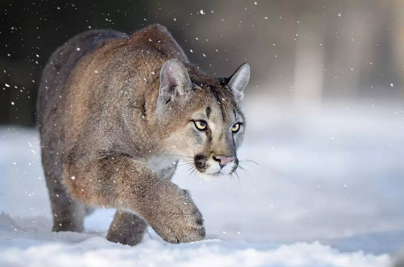 Zvířata v jihlavské Zoo rozhodně nespí