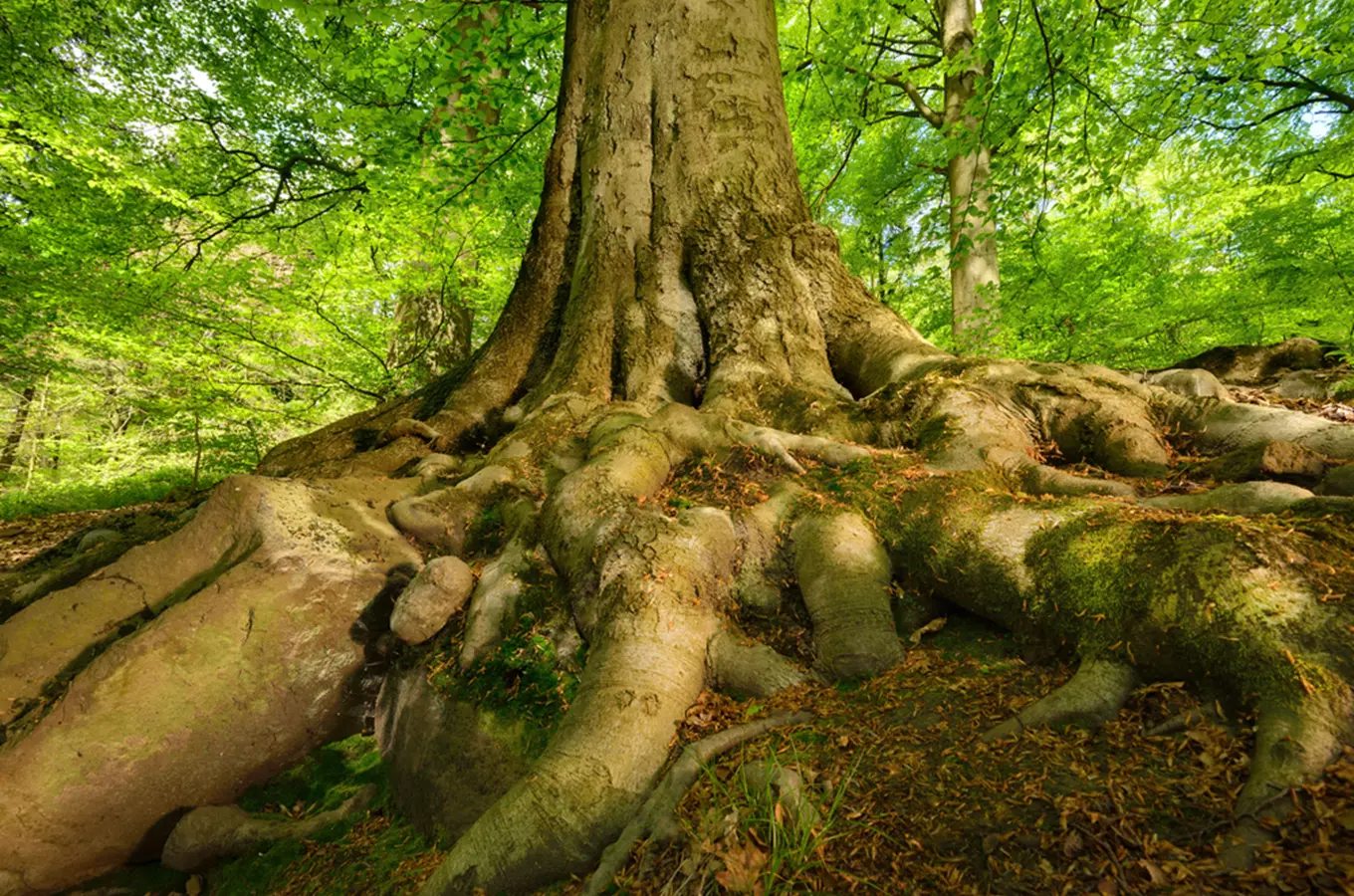 Výlety za památnými stromy: znáte naše nejkrásnější buky?