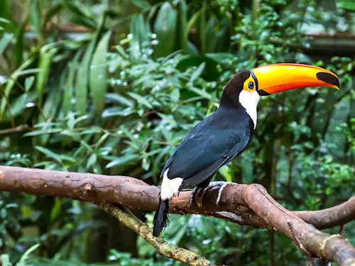 Zlínská zoo otevřela novou amazonskou expozici Guayanas