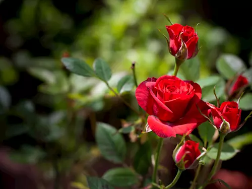 Výlety za voňavou kvetoucí krásou růžových zahrad