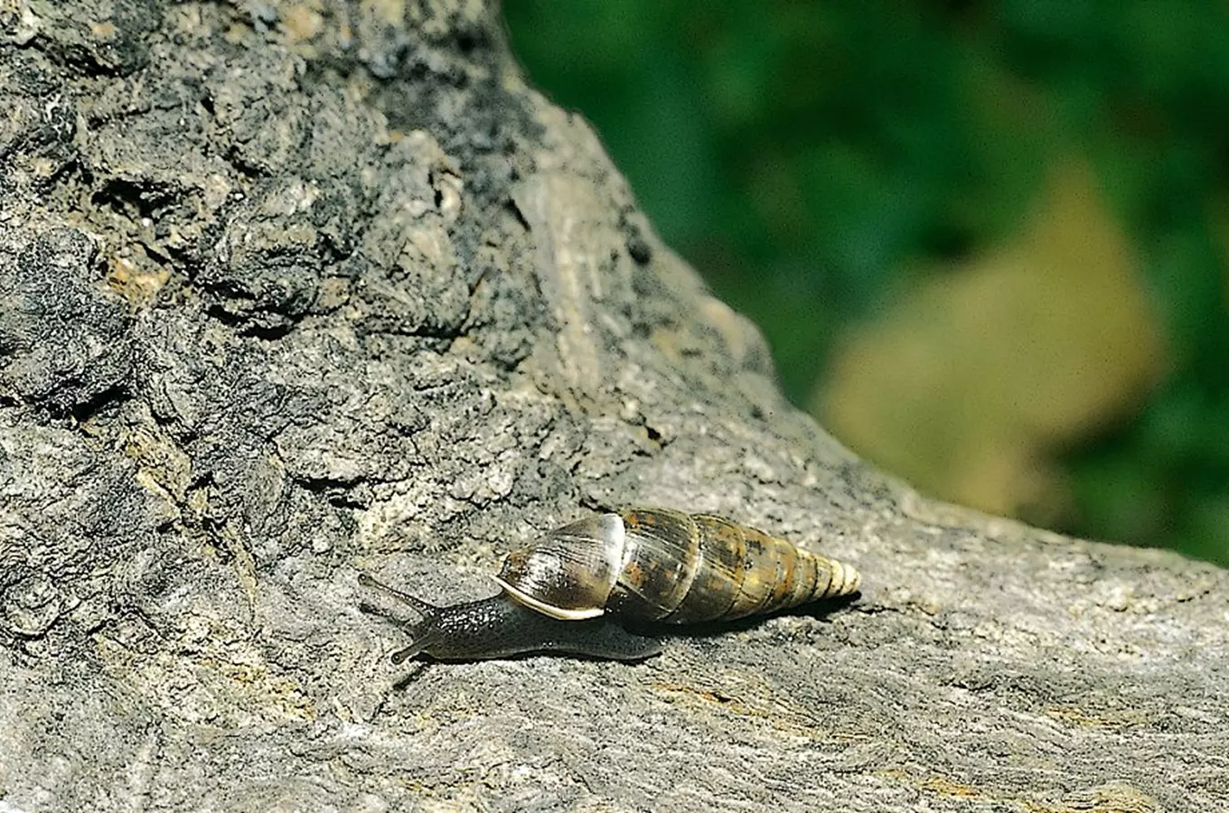 Vřetenovka utajená krkonošská - plž, který žije pouze v Krkonoších