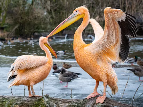 Zoo Jihlava, Kudy z nudy, pelikáni
