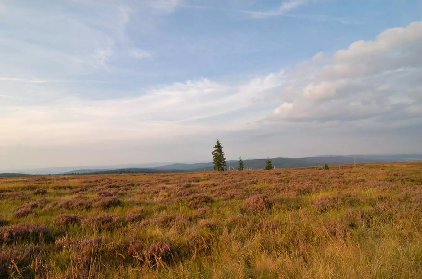 #světovéČesko a brdské vrcholy Houpák a Tok: výlet za atmosférou skotských vřesovišť