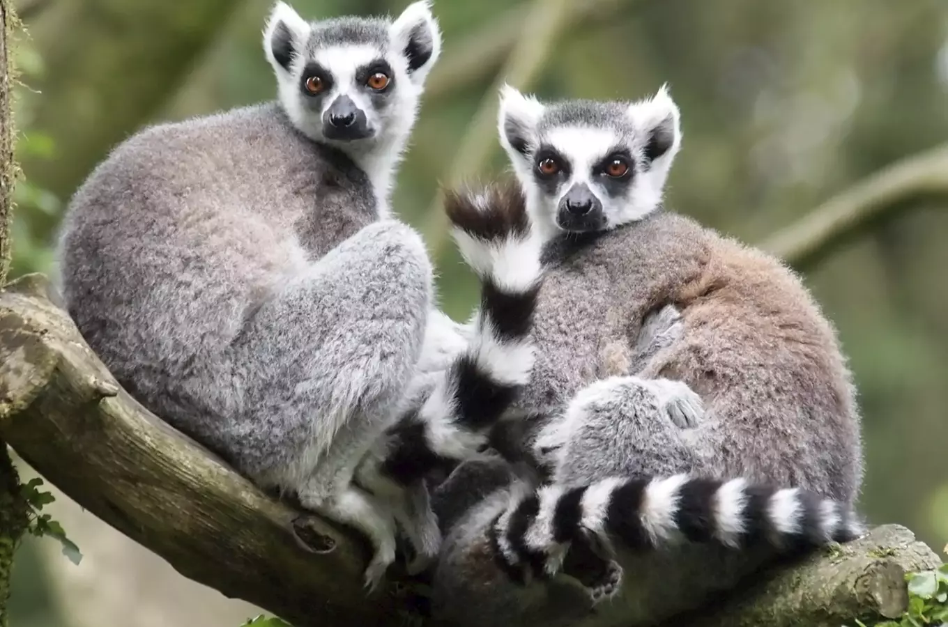 Den lemurů v Zoo Jihlava 
