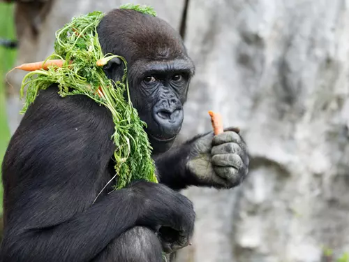 Gorila Moja ze Zoo Praha oslaví 20. narozeniny