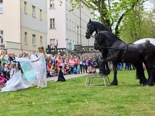 Fríské koně, foto Miloš Šálek