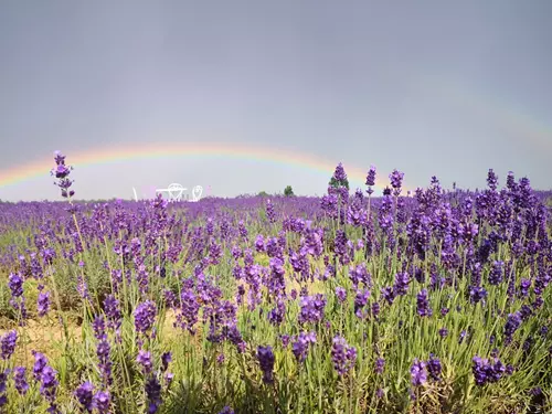 Levandulová farma, levandulové pole Levandule de Žermanické moře - de Levandule