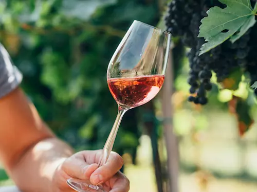 Oslavte svátek patrona české země na Svatováclavském vinobraní přímo na nejstarší české vinici
