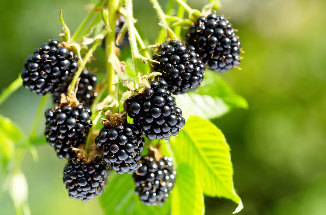 Berry Servis Český Brod – samosběry jahod, malin a ostružin