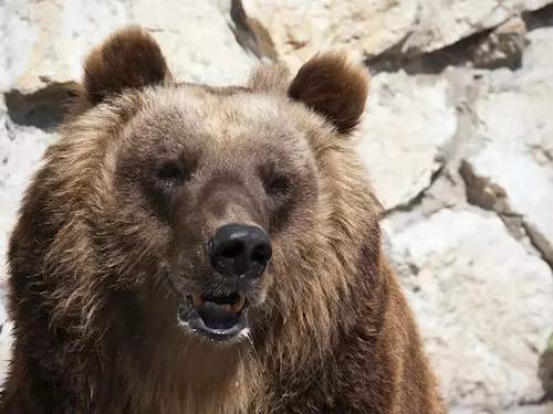 Roztomilá trojcata se narodila medvedici Katerine 