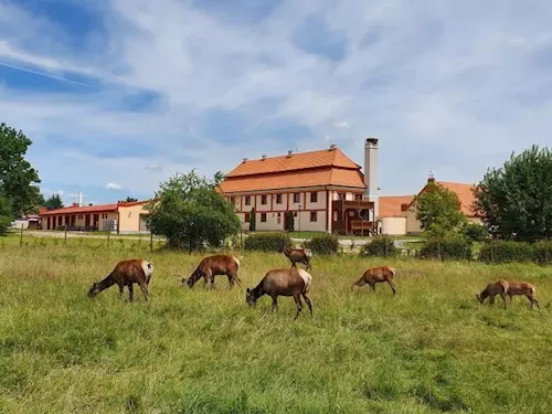 Safari Resort Hluboká u Borovan