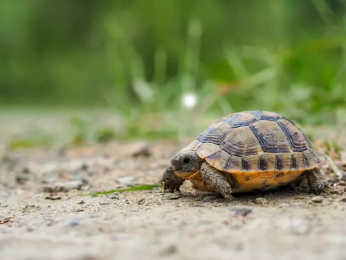 Radost v Zoo Zlín – na svět zde přišlo první mládě želvy mohutné, jediné na světě