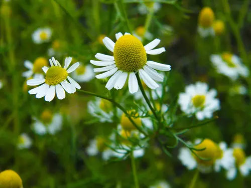 Matricaria chamomilla