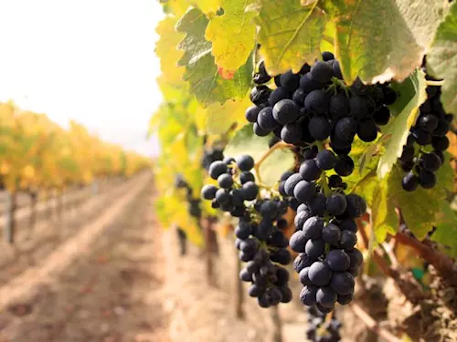 Vinohradské vinobraní