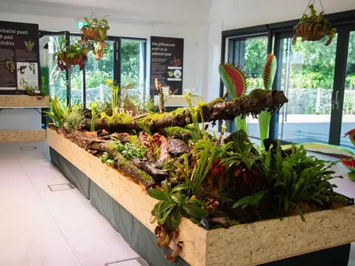 Výstava masožravých rostlin v Botanické zahradě hl. m. Prahy 2025