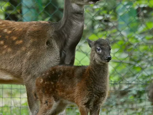 Děčínská zoo rozmnožila vzácného jelínka z Filipín
