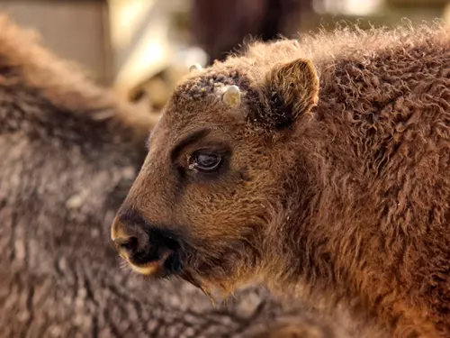Táborská zoo vypustí letos do přírodních rezervací trojici zubrů