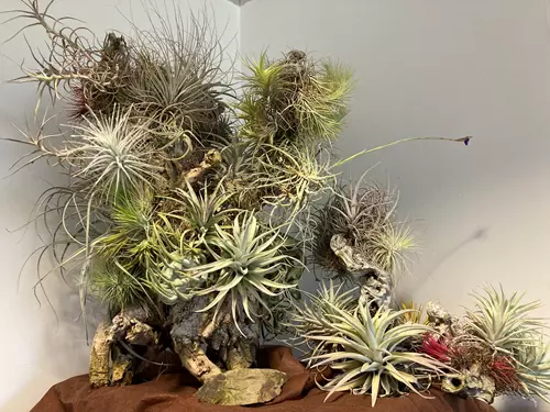 Výstava kaktusů a sukulentů v Přerově