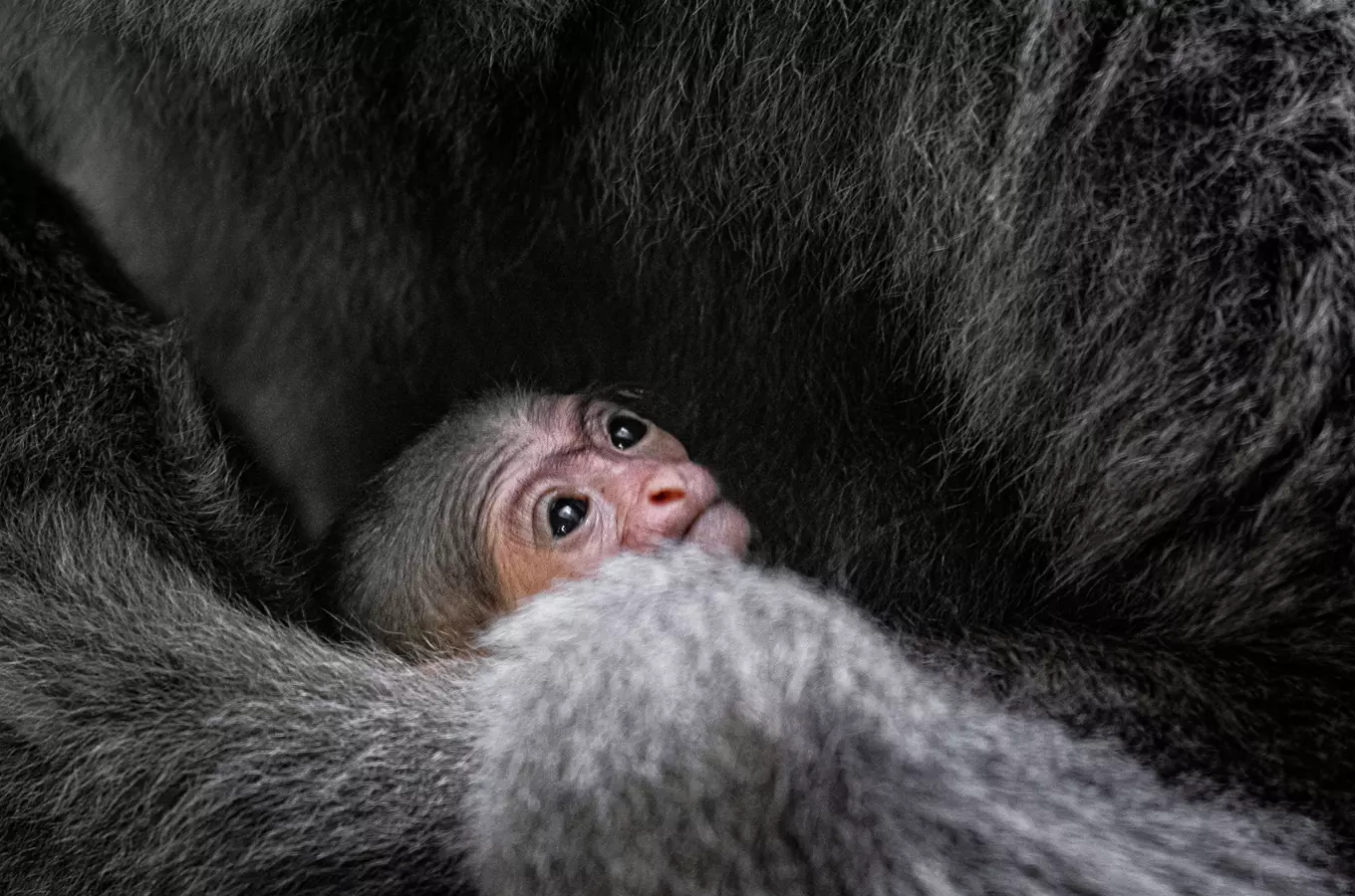 Radost v Zoo Praha: u primátů se narodilo mládě ohroženého gibona