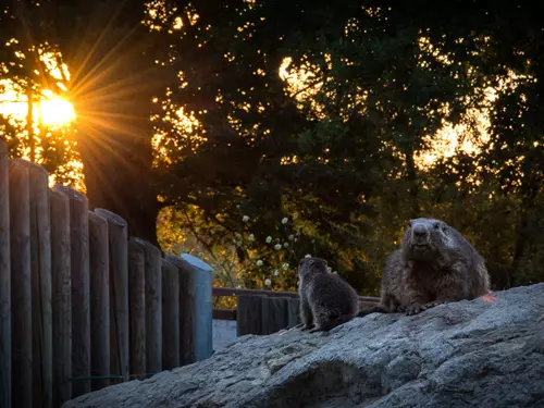 Jihočeská zoologická zahrada Hluboká nad Vltavou – adoptujte si zvíře