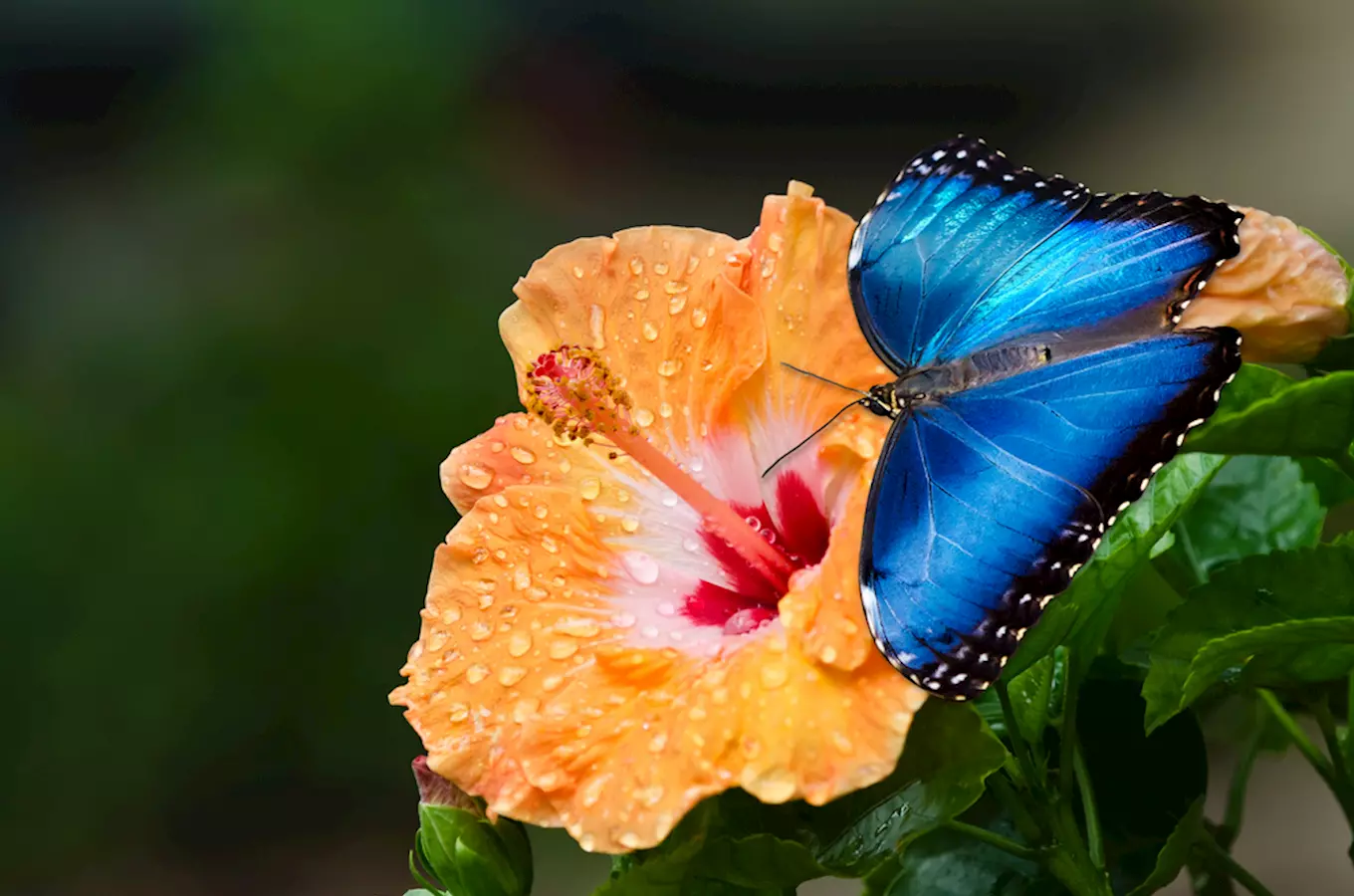Motýlí ráje v Česku: objevte místa, kde vám budou létat motýli kolem hlavy