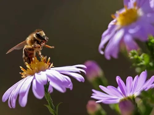 Včelí naučná stezka hraběte Jana Harracha