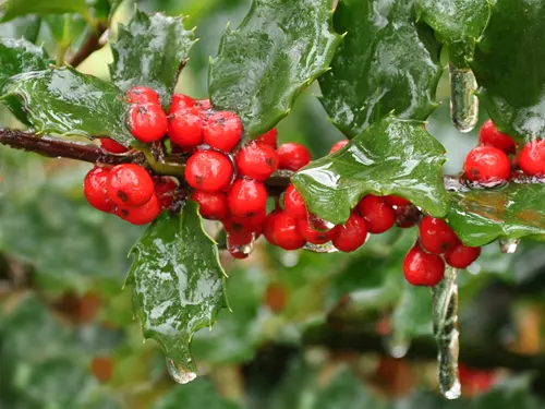Rostlinné symboly Vánoc a adventu – z domova i z tropických krajin