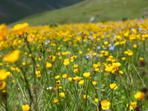 Fojtovická pláň v Krušných horách – místo vzácné květeny