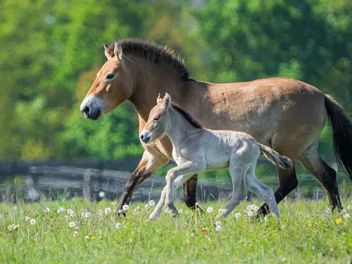 Zoo Praha oslavuje babyboom koní Převalského, letos se jich narodilo již pět