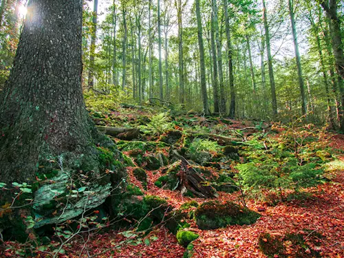 Chráněná krajinná oblast Český les