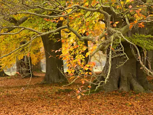 Zámecký park v Lánech láká k poslednímu podzimnímu výletu