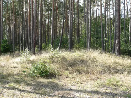 Archeologické léto v Muzeu jižního Plzeňska v Blovicích