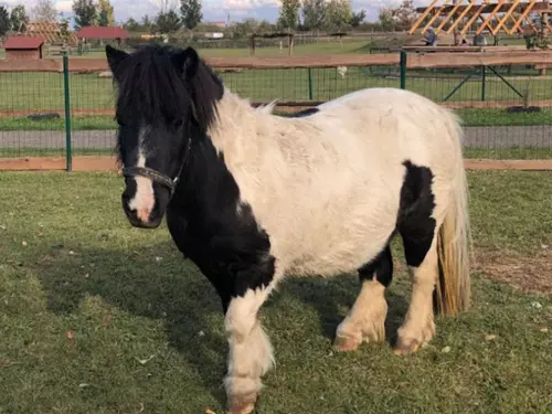 Den s minihorses v Zelčíně