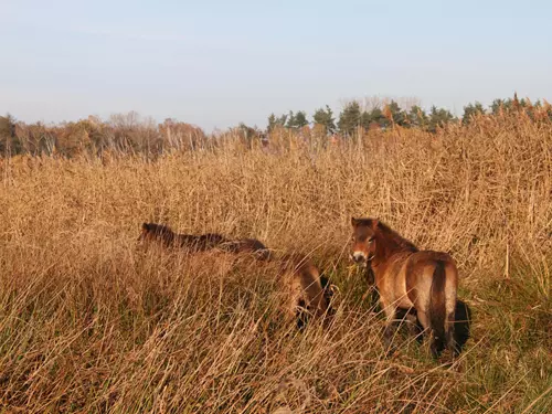 Rezervace divokých koní a praturů meandry Lužnice na Třeboňsku