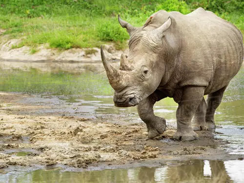 Radost v Safari Parku ve Dvoře Králové: vědcům se podařilo vytvořit nová embrya bílých nosorožců
