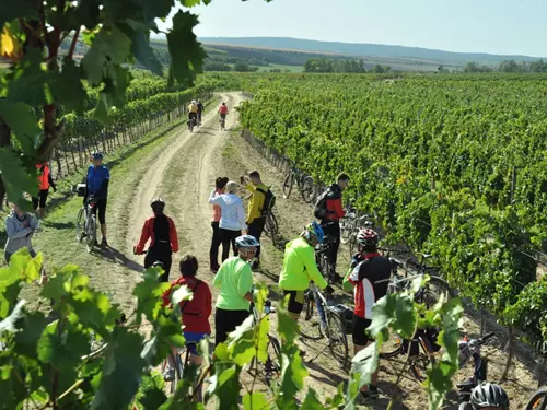 Krajem vína – Tour de burčák po vinařských stezkách Znojemska