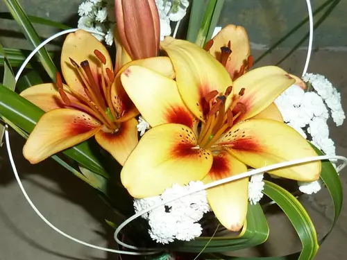 Lilie – výstava květin