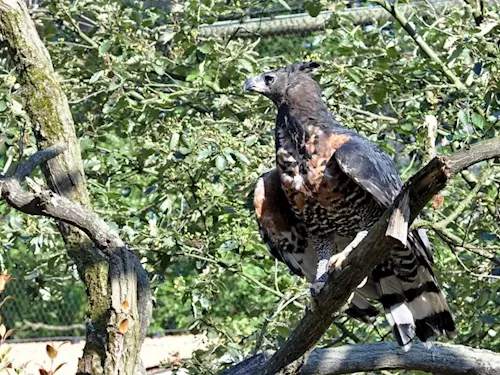 Zoo Zlín se chlubí novými obyvateli – orly korunkatými