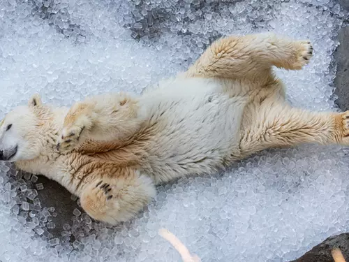 Oslavte Mezinárodní den ledních medvědů v pražské a brněnské zoo