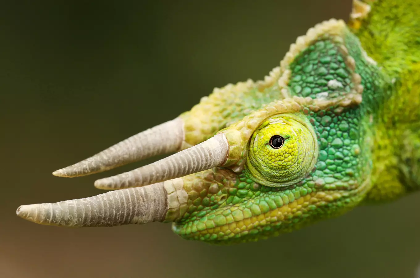 Největší kolekce chameleonů na světě v Zooparku Zájezd